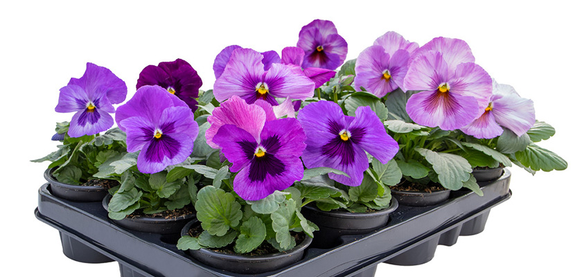 Viola wittrockiana F₁ Inspire® Plus Lavender Blotch Shades | Benary